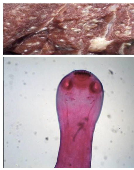 <p>Taenia saginata</p>