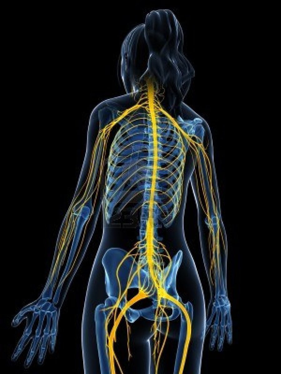 <p>- consists of nerves that branch out from the spinal cord and brain and reach the extremities of the body.</p><p>- These nerves form the communication network between the Central Nervous System (CNS) and the body part</p>