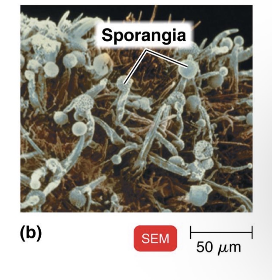 <p>fungi</p>