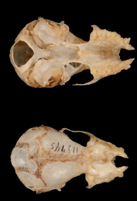 <p>Corynorhinus rafinesquii</p>