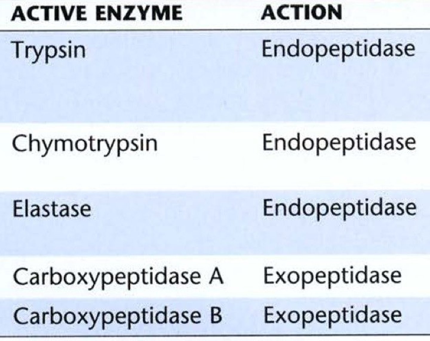 <p>Trypsin, Chymotrypsin, and Elastase are endopeptidases; Carboxypeptidase is an exopeptidase.</p>