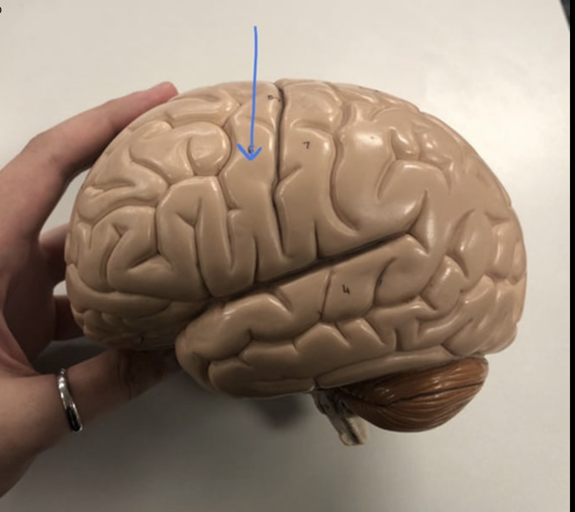 knowt flashcard image