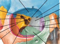 <p>Which bone makes up the lateral wall of the orbit?</p>