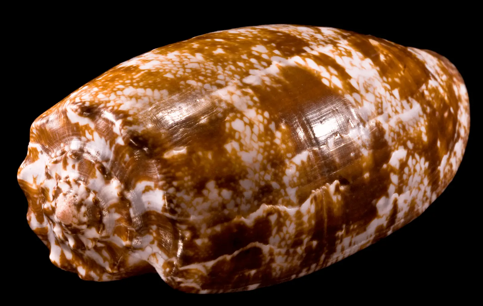 <p><strong>Common Name</strong>: <span style="background-color: transparent; font-family: "Helvetica Neue", sans-serif;">Geography cone snail</span></p><p><strong>Parts Used</strong>: Venom</p><p><strong>Use/s</strong>: Source of the drug Prialt (treats severe chronic pain)</p><p><strong>Major Metabolites</strong>: <span style="background-color: transparent; font-family: "Helvetica Neue", sans-serif;">ω-, μ-, and α-conotoxins</span></p>