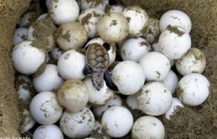 <p>This is the reproductive system of class Reptilia (ectotherms). Almost all reptiles lay amniotic ____ with leathery covering. The egg with a shell requires external <strong>OR</strong> internal fertilization.</p>