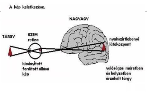 <ul><li><p style="text-align: justify;"><span style="background-color: transparent;">A szembe érkező </span><span><strong>fénysugarak 2 helyen törnek meg</strong></span><span style="background-color: transparent;">: <strong><em>szaruhártya</em></strong>, <strong><em>lencse</em></strong></span></p></li><li><p style="text-align: justify;"><span style="background-color: transparent;">Áthaladnak az üvegtesten, <strong>a </strong></span><span><strong>retinára egy kicsinyített, fordított állású kép</strong></span><span style="background-color: transparent;"> keletkezik</span></p></li><li><p style="text-align: justify;"><span style="background-color: transparent;">Fény hatására ingerületbe jönnek a receptorok, az ingerületet átveszik az idegsejtek és látóidegként kilépnek</span></p></li><li><p style="text-align: justify;"><span style="background-color: transparent;">A látóideg részlegesen átkereszteződik, talamuszban átkapcsolódik → látópályaként jut az agykéreg nyakszirti lebenyben, ami a képet visszafordítja</span></p></li><li><p style="text-align: justify;"><span>Cél</span><span style="background-color: transparent;">: pontos retinális kép létrehozása</span></p></li><li><p style="text-align: justify;"><span style="background-color: transparent;">Külső környezet vizuális észlelése nagyrészt a visszavert fényinformáció felvétele és feldolgozása</span></p></li><li><p style="text-align: justify;"><span style="background-color: transparent;">Fény egy része elnyelődik, másik része visszaverődik</span></p></li><li><p style="text-align: justify;"><span style="background-color: transparent;">Elektromágneses hullámhossz látási érzékenysége: 400-700 nm</span></p></li></ul><p></p>
