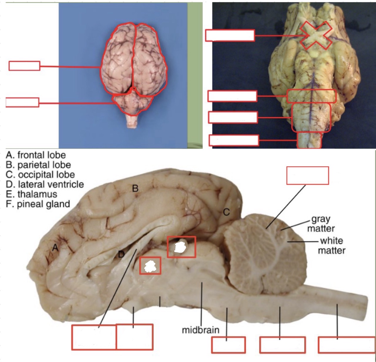 <p>sheep brain structures and function</p>