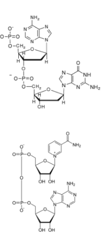 <ul><li><p> Nucleotides linked via a phosphodiester bond or</p></li><li><p> Nucleotides linked via a phosphoanyhdride bond</p></li></ul><p></p>
