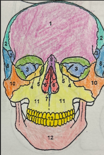 <p>What is the Turquoise (2) bone’s name?</p>