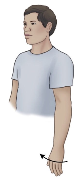 <p>what is the name of the movement where you turn a part of the body inward?</p>