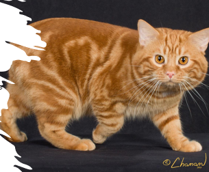 <p>Medium size, round, no tail, short and heavy, affectionate, patient, tolerant, intelligent, bond with 1 or 2 family members </p><p>8-12 years, Manx syndrome </p>
