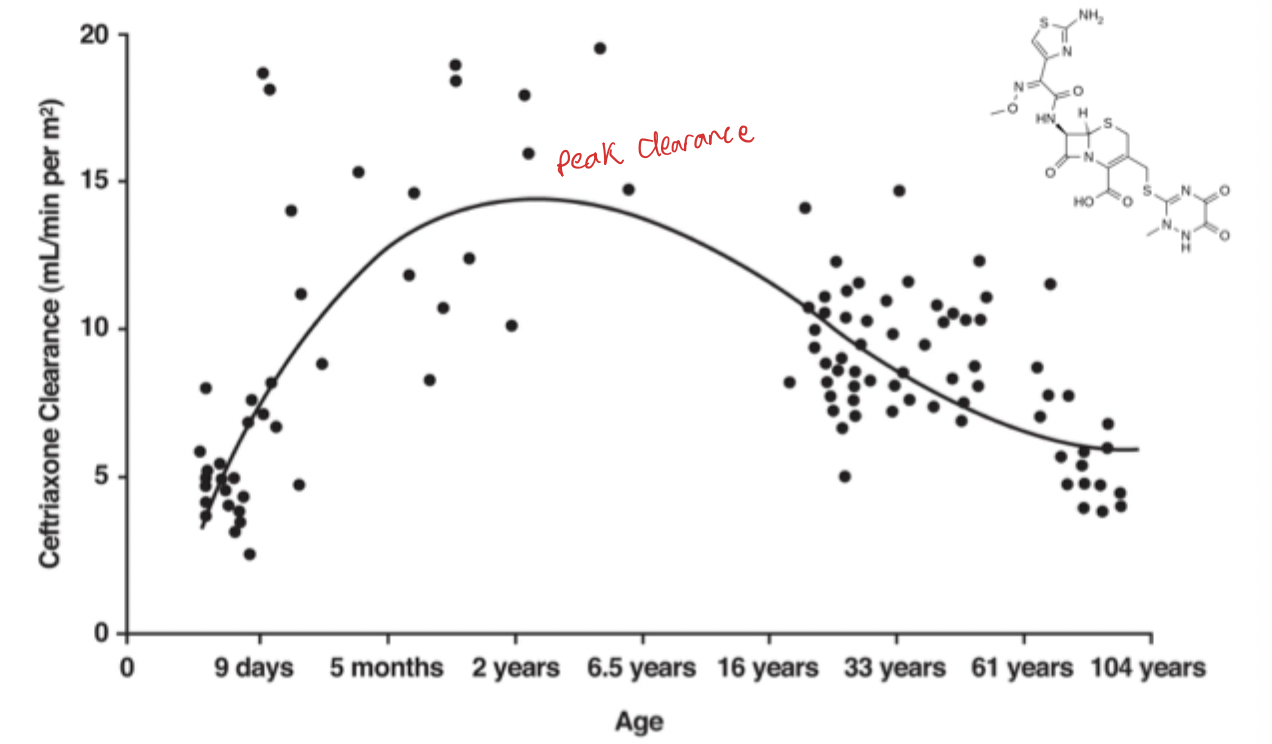 <ul><li><p>Peaks around 2 years of age </p></li></ul><p></p>
