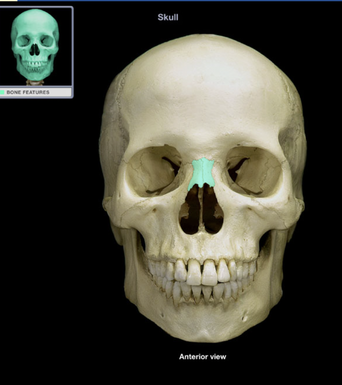 knowt flashcard image