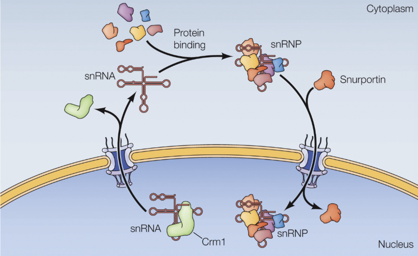<ol><li><p>snRNA-Crm1 bound in nucleus, travels through NPC</p></li><li><p>Complex dissociates in cytoplasm</p></li><li><p>snRNA binds to proteins → snRNP</p></li><li><p>Snurportin binds to snRNP and transports through NPC into nucleus.</p></li><li><p>Snurportin dissociates</p></li></ol><p></p>