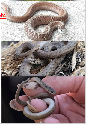 <p>Family: Natricidae</p><p>Location: Eastern ¾ of KS</p><p>ID: <span style="font-size: calc(var(--scale-factor)*22.37px);">Back: Tan/Gray/Brown with lighter back stripe bordered in black dots; Belly: “Clean or Dotted” Cream/pink/tan/yellow; divided anal plate; keeled scales; </span><span style="font-size: calc(var(--scale-factor)*22.34px);">Head: Dark cap, two black neck spots and “tear</span></p><p><span style="font-size: calc(var(--scale-factor)*22.34px);">Life/History: moist environments; soft-bodied invertivore; live birth</span></p>