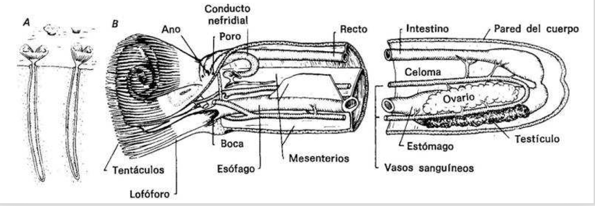 <p><strong>FILO </strong>Phoronida<strong><br>FAMILIA </strong>Phoronidae<strong><br>GÉNERO </strong><em><u>Phoronopsis</u></em><strong><br>CARACTERÍSTICAS </strong>Lofóforo (corona de tentáculos), gusano tubular</p>