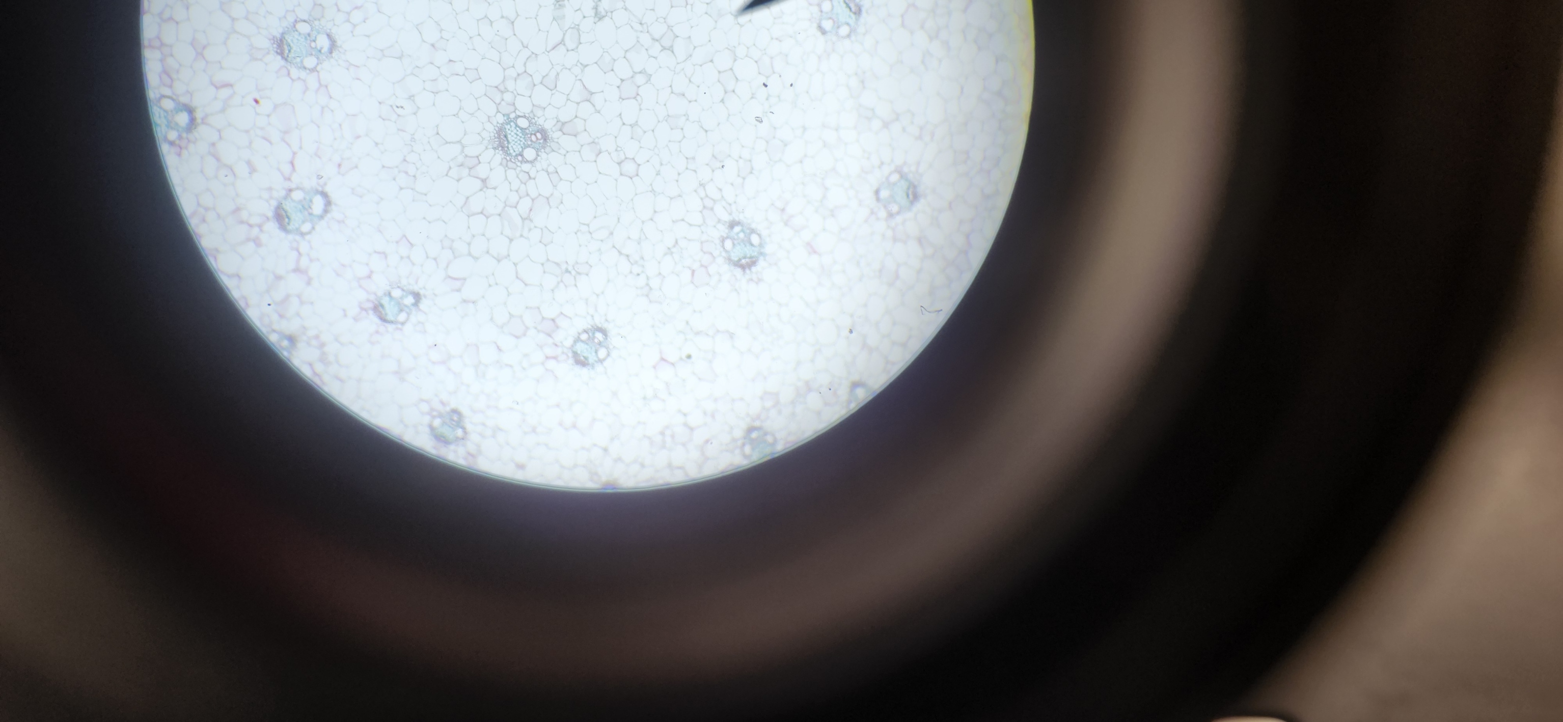 <p>What is the kingdom, phylum, and genus of the organism?</p>