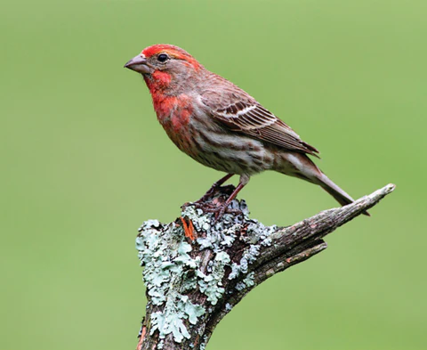 <p>House Finch</p>