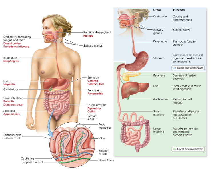 <p><u>Our digestive system has two general components</u>:</p><p><mark data-color="yellow" style="background-color: yellow; color: inherit;">» </mark><strong><mark data-color="yellow" style="background-color: yellow; color: inherit;">[__]</mark></strong>: Hollow tube from mouth to anus</p><p>→ <strong><mark data-color="#f4eeee" style="background-color: rgb(244, 238, 238); color: inherit;">GI tract</mark></strong> is used when referring to <mark data-color="#f4eeee" style="background-color: rgb(244, 238, 238); color: inherit;">only the stomach and intestines</mark></p><p><mark data-color="yellow" style="background-color: yellow; color: inherit;"> » </mark><strong><mark data-color="yellow" style="background-color: yellow; color: inherit;">Accessory organs</mark></strong>: produce enzymes and substances to break down food</p><p><u>eg.</u> <mark data-color="blue" style="background-color: blue; color: inherit;">salivary glands, pancreas, liver</mark></p><p></p><p><strong><u><mark data-color="#f4eeee" style="background-color: rgb(244, 238, 238); color: inherit;">Function of Digestive System:</mark></u><mark data-color="#f4eeee" style="background-color: rgb(244, 238, 238); color: inherit;"> </mark></strong></p><p><mark data-color="yellow" style="background-color: yellow; color: inherit;">break down food into smaller components so that our body can use them. </mark>Absorbed into intestine</p>
