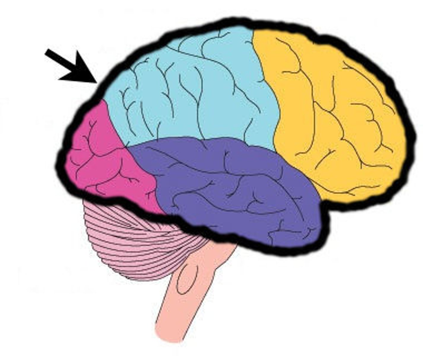 <p>The largest part of the brain, responsible for voluntary activities, sensory perception, and thought.</p>