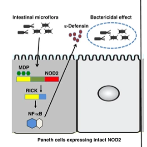 <ul><li><p>encodes intracellular “sensor” that detects small molecules associated with bacterial pathogens and activates the immune response</p></li><li><p>when lost or reduced, bacteria overgrow and inflammation results</p></li><li><p>mutations in NOD2 not completely penetrant</p></li></ul><p></p>