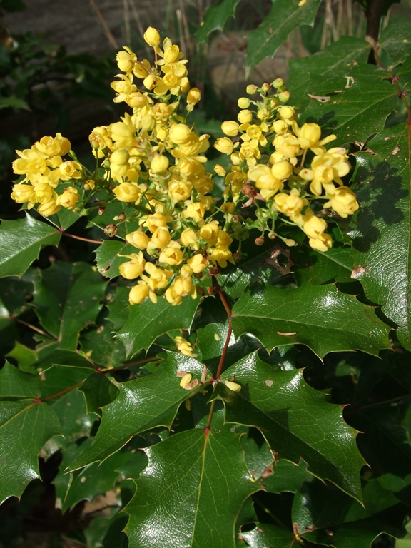 <p>Tall Oregon Grape</p>
