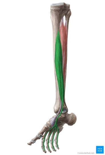 <p>Flexor Digitorum Longus</p>