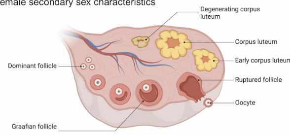 <p>A mature egg (oocyte) released from one of the ovarian follicles into the abdominal cavity, swept into the fallopian tube by the fimbriae </p><p>Event triggered by a sudden surge in LH and typically occurring around the midpoint of the menstrual cycle (14 of 28-day cycle) marking the fertile window when pregnancy is most likely to occur  </p>