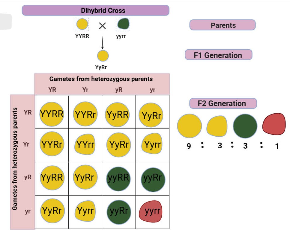 <p>Type of cross involving organisms heterozygous for 2 specific traits or genes.</p><p>Pure breeding P generation crossed this way lead to F2:</p><ul><li><p>Genotype ratio calculated via punnet square</p></li><li><p>Phenotype ratio of 9 : 3 : 3 : 1 (both dom : 1 dom : other 1 dom : both rec).</p></li></ul><p></p>