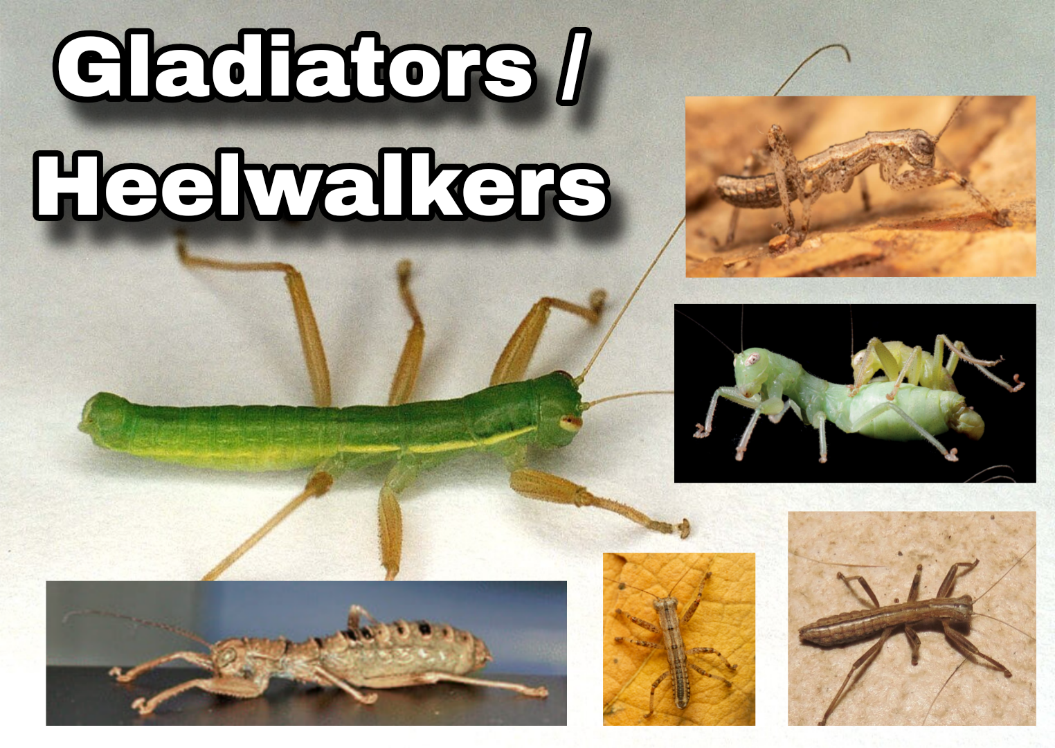 <p>Gladiators / Heelwalkers</p>