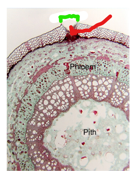 <p>What the shiz is the green and red? What are they doing? </p>