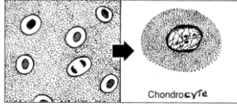 <p>cell completely surround by ECM</p>