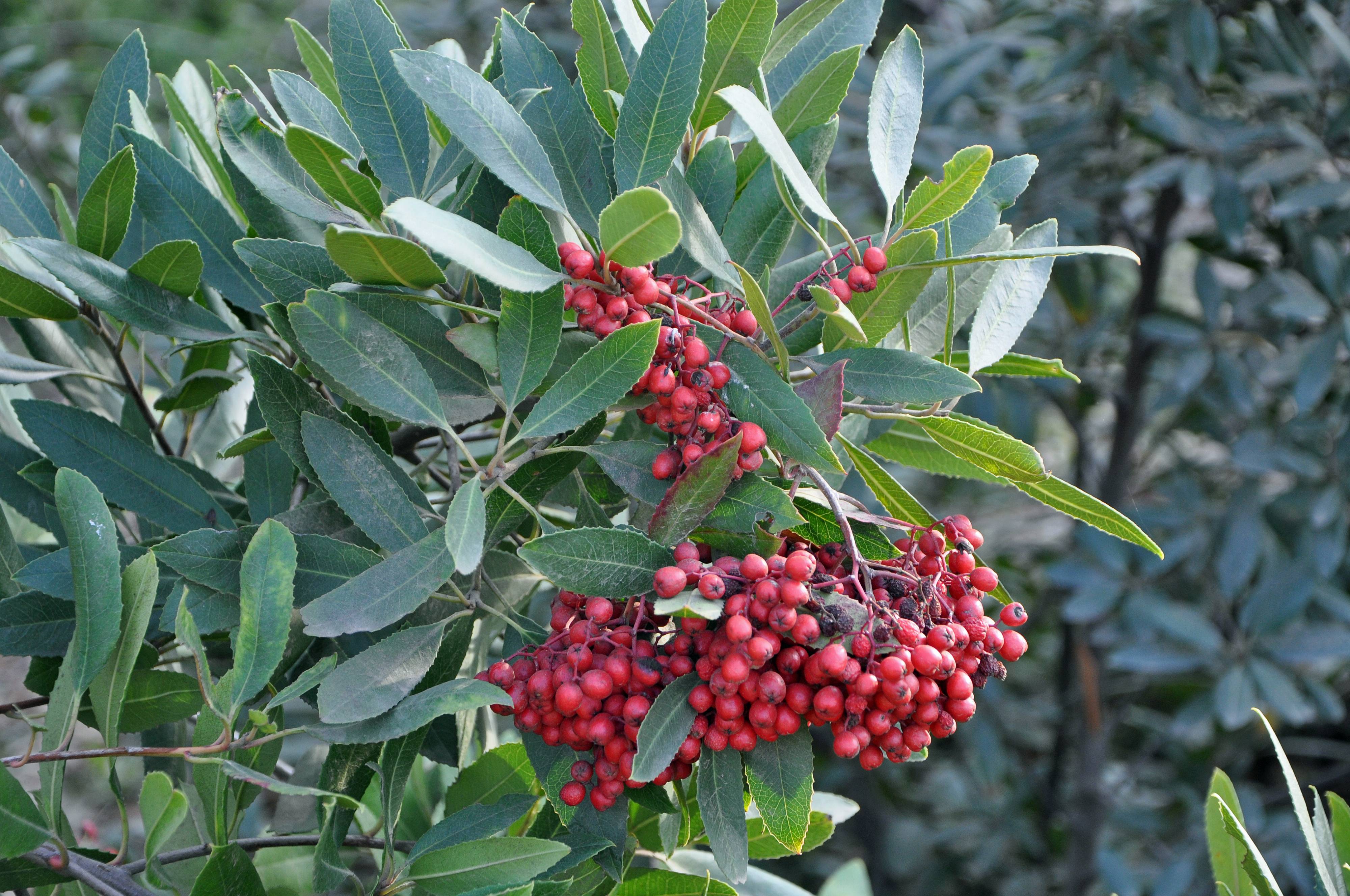 <p>Heteromeles arbutifolia</p>