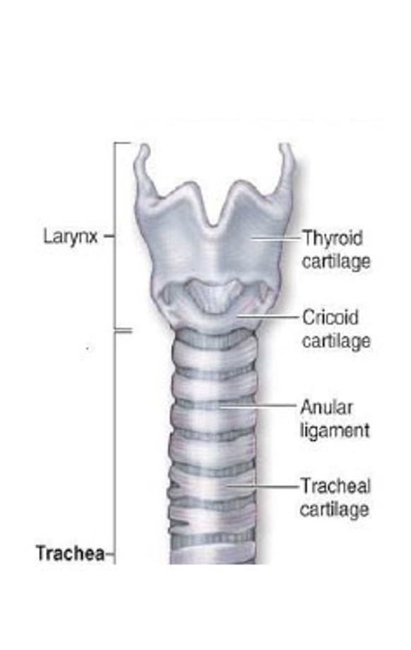 <p>Carries air from the larynx to the bronchi</p><p>It is supported by 18-20 C-shaped rings of cartilage</p><p>These rings:</p><ul><li><p>keep the airway open </p></li><li><p>prevent the trachea from collapsing</p></li></ul><p>The open side of the cartilage rings contains smooth muscle, which allows the trachea to slightly change diameter</p><p>The lining of the trachea contains:</p><ul><li><p>Goblet cells that produce mucus</p></li><li><p>Cilia that move mucus upward toward the pharynx</p></li></ul><p>→ Remove dust and pathogens</p>