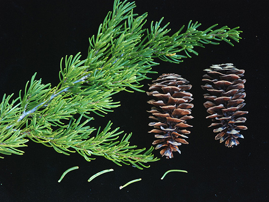 <p>uniform, bottlebrush-like needles and large cones </p>
