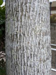 <p><span>large yellow-green flowers with orange centers; duck-bill-shaped buds; cone-like fruit clusters</span></p>