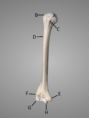 <p>e</p>