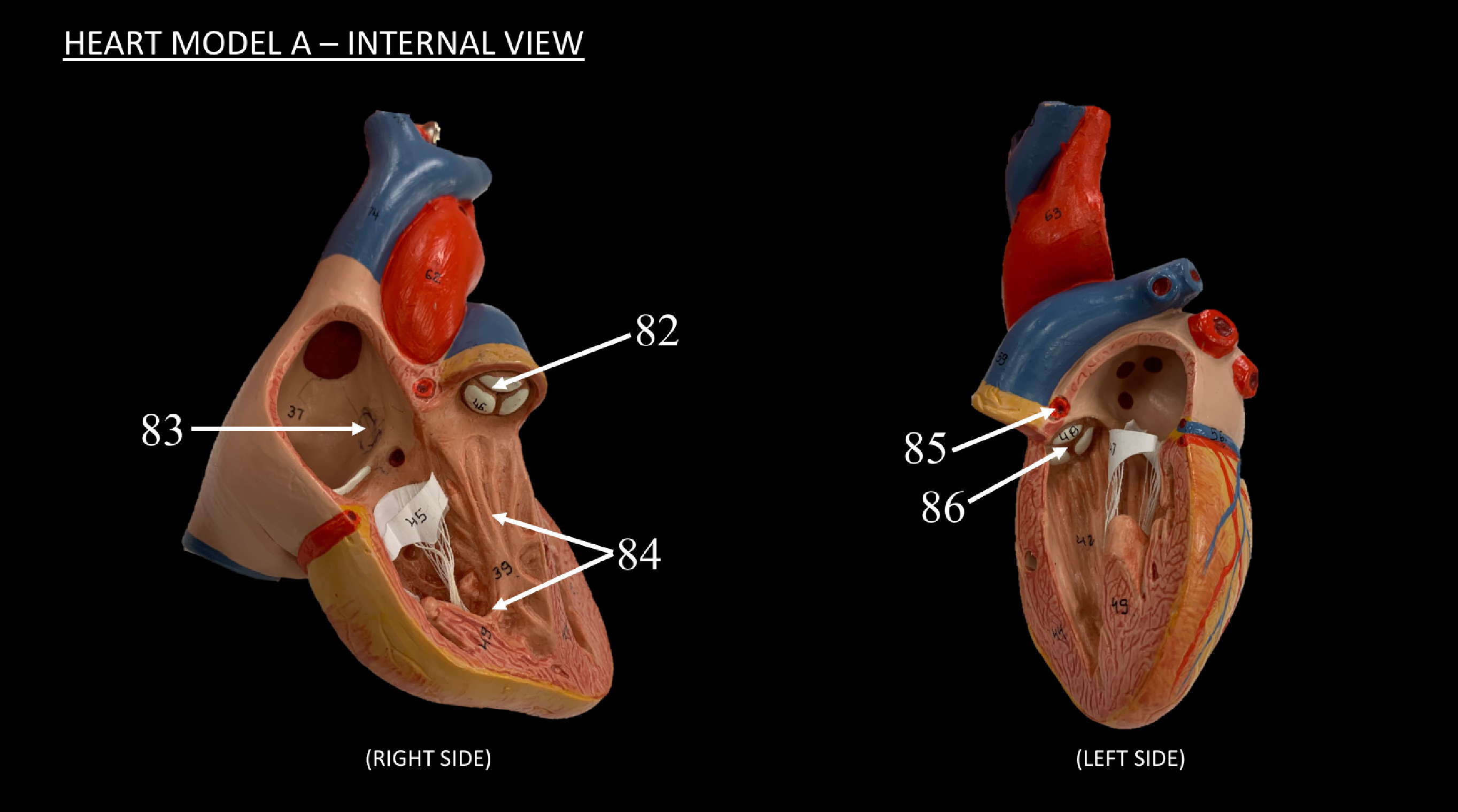 <p>WHAT IS 83 CALLED?</p>