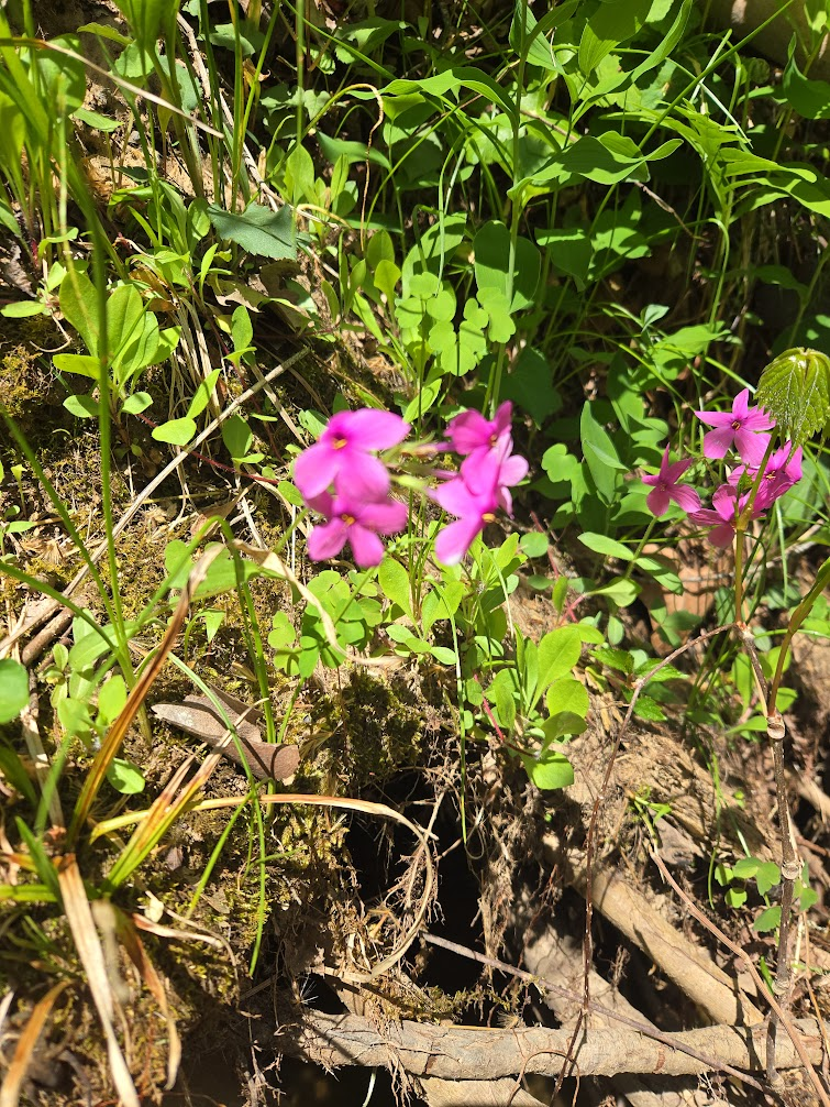 <p><strong>(<em>Phlox subulata</em>)</strong> – Low, mat-forming plant with needle-like leaves and abundant pink, purple, or white flowers in early spring; common on dry, rocky slopes and in gardens. <strong>Autotroph; spreading groundcover.</strong><br><strong>Uses:</strong> Ornamental; supports early pollinators.</p>