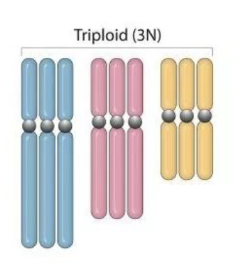 <p><span style="color: rgb(255, 255, 255);">Triploids</span></p>