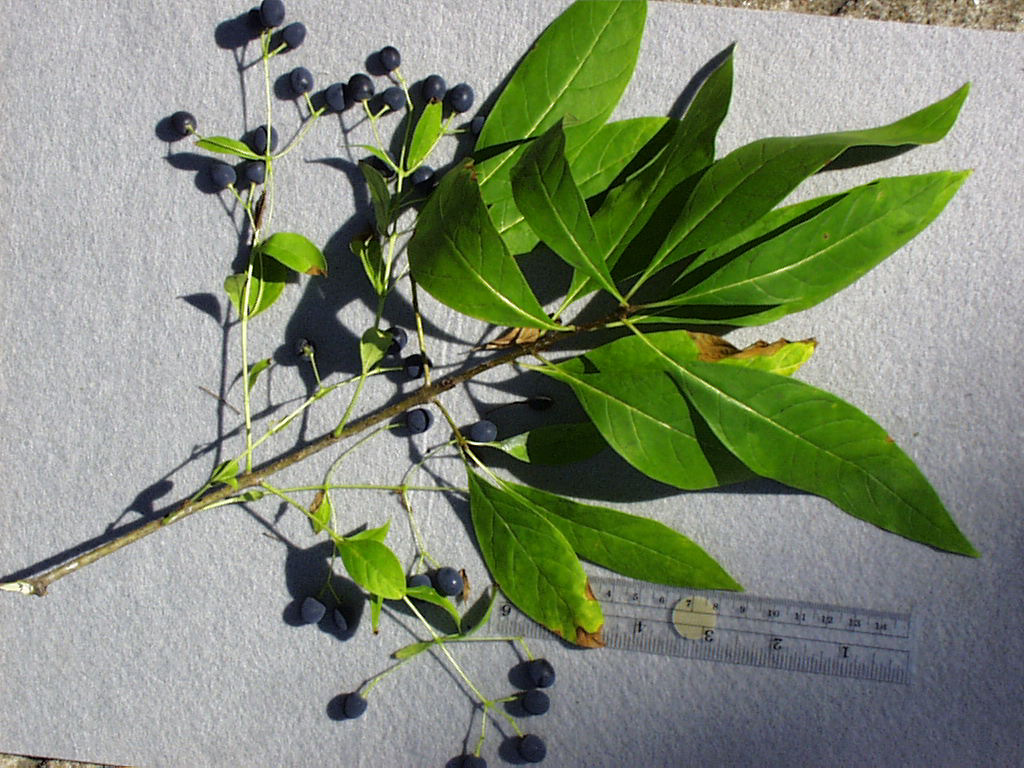 <p>scientific name</p>