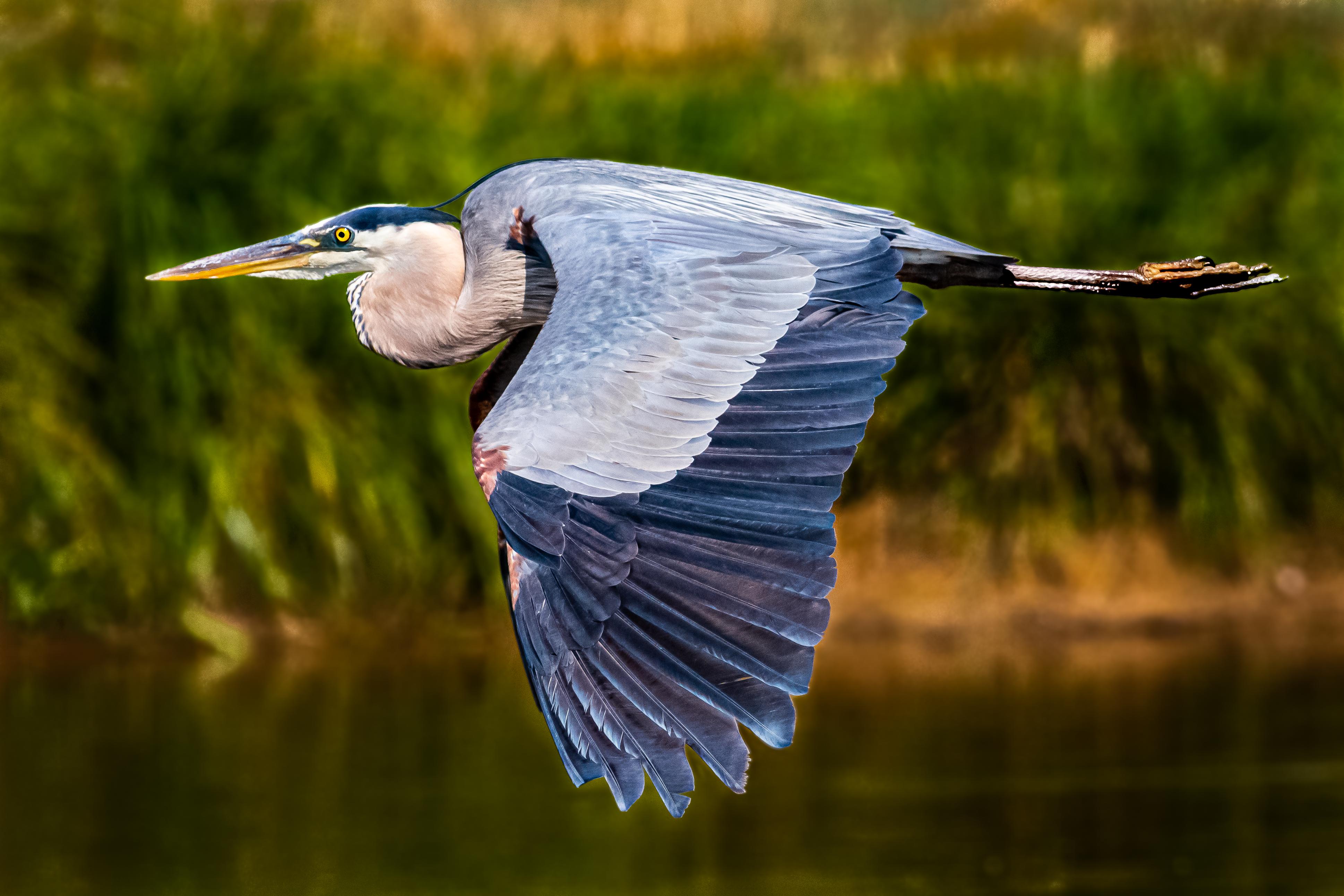 <p>Ardea herodias (great blue heron)</p>