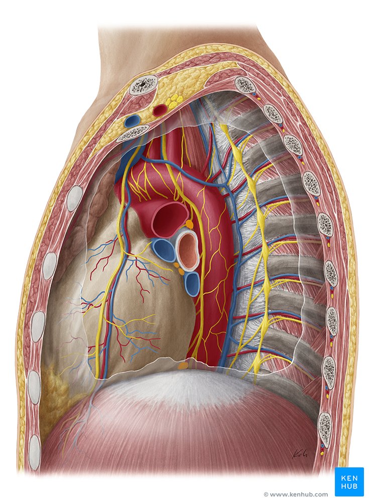 <p>what is the mediastina?</p>