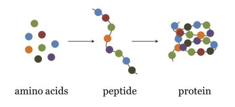 <p>two or more amino acids joined by a peptide bond</p>
