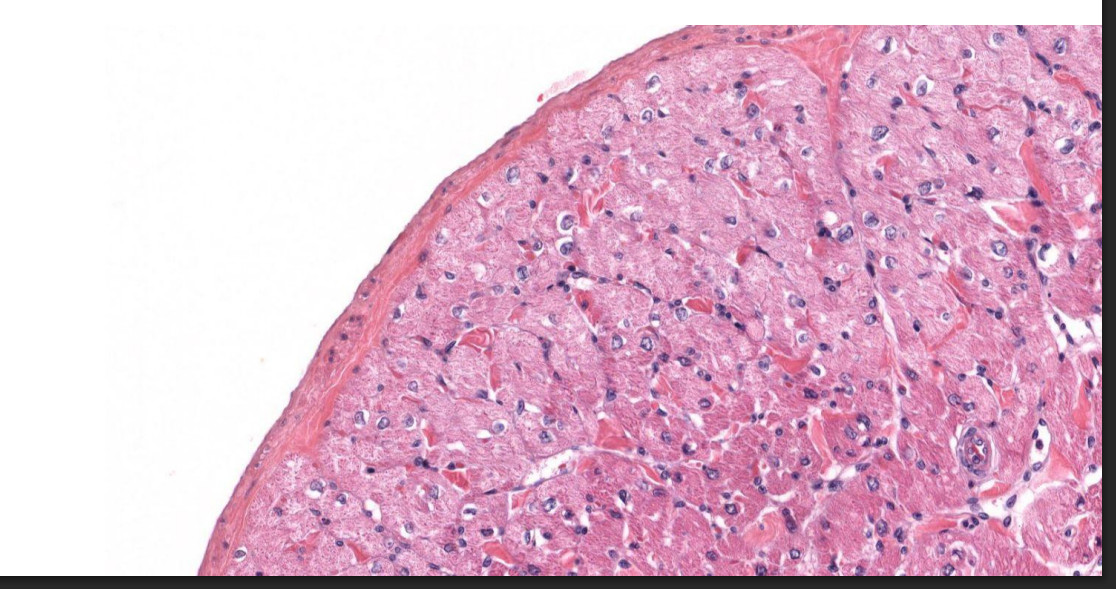 <p>What tissue is this?</p>