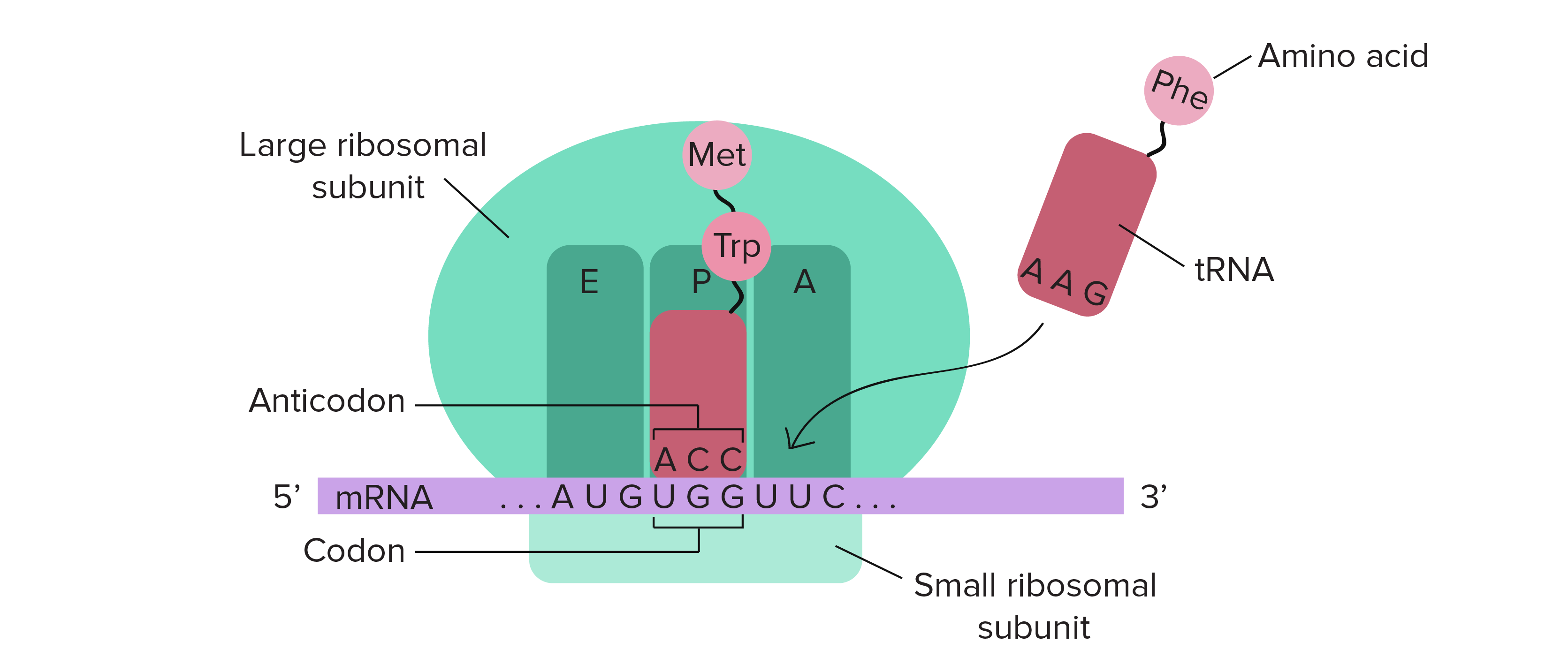 <ul><li><p><span style="background-color: transparent; font-family: "Cormorant Garamond", serif;">Ribosomens stora enhet söker efter startsekvensen <strong>AUG </strong>(alla mRNA strängar startar med metionin) då mRNA:t har skyddande kvävebaser innan startkodon och efter stoppkodon. <strong>Först</strong> läser ett säte i ribosomens stora enhet av en bokstav i taget för att hitta startkodon. <strong>Sedan</strong> kommer ett säte läsa av 3 kvävebaser(ett kodon) när den hittat startkodon.&nbsp;</span></p></li></ul><ul><li><p><span style="background-color: transparent; font-family: "Cormorant Garamond", serif;">När <u>AUG</u> är i A-sätet(annealing) kommer en <strong>tRNA</strong> <strong>med aminosyra </strong>med motsvarande antikodon (<u>UAC</u>) också fästa in i annealingssätet. Nu kommer ribosomen flytta 3 steg och så att nästa kodon hamnar i A-sätet. Då kommer motsvarande <strong>tRNA</strong> dit (t.ex med antikodonet GGA mot mRNAs CCU) med <strong>sin aminosyra</strong>.<strong> </strong>Nu kan en <strong>peptidbindning </strong>bildas mellan de två aminosyrorna.&nbsp;</span></p></li><li><p><span style="background-color: transparent; font-family: "Cormorant Garamond", serif;">Ribosomen flyttas igen : AUG i E-sätet, CCU i P-sätet, CAG i A-sätet. (2 peptidbindningar)</span></p><ul><li><p><span style="background-color: transparent; font-family: "Cormorant Garamond", serif;">I E-sätet kommer tRNA:t släppa aminosyran och ribosomen och mRNA kedjan (AUG) och flyta runt och leta efter en ny aminosyra.&nbsp;</span></p></li></ul></li><li><p><span style="background-color: transparent; font-family: "Cormorant Garamond", serif;">När ett <strong>stoppkodon</strong> hamnar i<strong> A-sätet </strong>släpper ribosomen från <strong>mRNA:t </strong>och <strong>polypeptidkedjan</strong> bildas. mRNA:t åker tillbaka till kärnan och återanvänds. Polypeptiden färdigställs till sin <strong>3D-form </strong>(protein)<strong><em> </em></strong>i <strong>Golgiapparaten.&nbsp;</strong></span></p></li></ul><p></p>