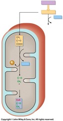 <p>Acetyl coenzyme A.</p>