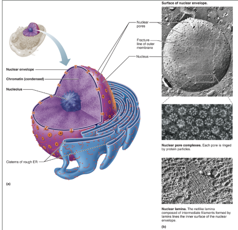 <p>Fill in the blanks:</p><ul><li><p><span style="background-color: transparent;">The nucleus</span></p><ul><li><p><span style="background-color: transparent;">Control center of the cell</span></p></li><li><p><span style="background-color: transparent;">D N A directs the cell’s activities</span></p><ul><li><p><span style="background-color: transparent;">Provides instructions for protein synthesis</span></p></li></ul></li><li><p><span style="background-color: transparent;">Nucleus is approximately ___ µm in diameter</span></p></li><li><p><span style="background-color: transparent;"><strong>Nuclear envelope</strong>— ___ ___ membranes separated by fluid-filled space</span></p></li><li><p><span style="background-color: transparent;">Nuclear pores penetrate the nuclear envelope</span></p><ul><li><p><span style="background-color: transparent;">Pores allow ___ molecules to pass in and out of the nucleus</span></p></li></ul></li></ul></li></ul><p></p>