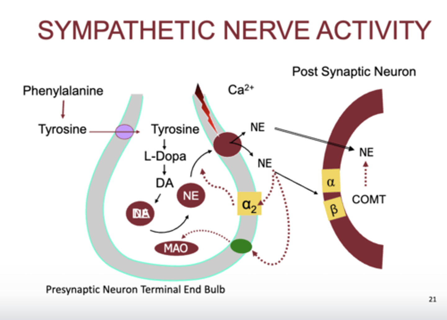 <p>(where a2: presynaptic terminal, space is between synaptic cleft, red is post-synaptic neuron)</p><p>- takes place on postgang on sympathetic pathway</p><p>- pheylalanine and tyrosine are part of our diet</p><p>- tyrosine gets absorbed into the presynaptic terminal and gets converted into L-Dopa</p><p>- L-Dopa becomes dopamine</p><p>- Dopamine goes into vesicles and gets converted into norepinephrine</p><p>- upon depolarization, which causes calcium channels to open and calcium to go into the presynaptic terminal, causes vesicles to release norepinephrine into synaptic cleft</p><p>- norepi binds to primarily alpha 1, beta if there is too much</p><p>- if there is too much norepi, then it gets metabolized by COMT in the synaptic cleft or on/in the postsynaptic terminal.</p><p>- also if there is too much norepi, it binds back to alpha 2 telling presynaptic terminal to release less norepi</p><p>- too much norepi will also bind with norepi reuptake receptor, bringing it back in to be metabolized by MAO</p><p>- release of norepi is influenced by Ca+, GCPR are on the binding sites for norepi</p>