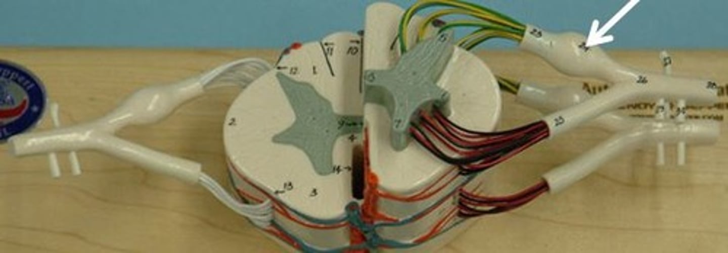 <p>Identify this structure.</p>